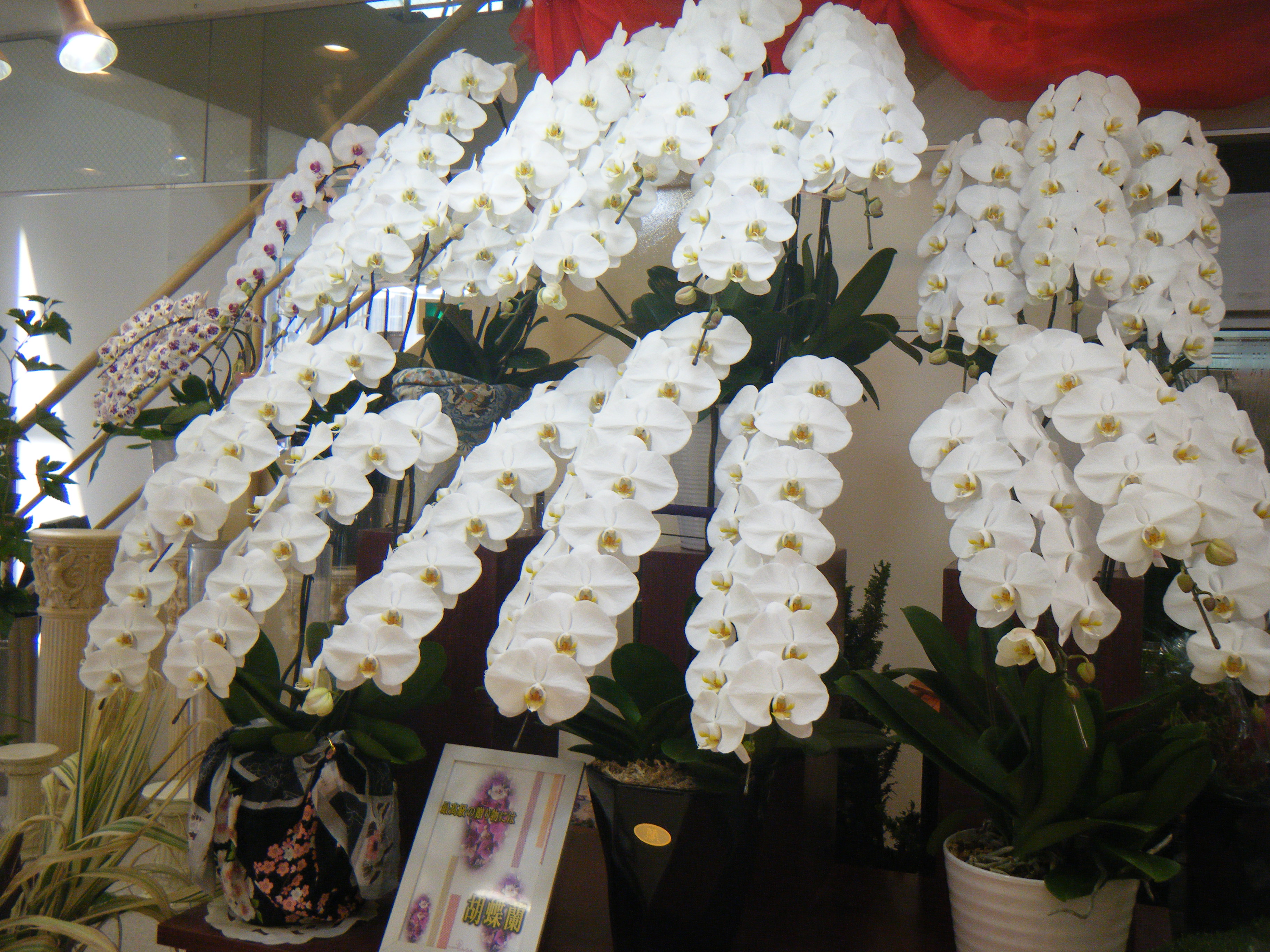 FLORIST らんらん 開店祝、就任祝、法人様、個人様の贈答花を数多くご用意しております。お花の品質には自信があります。